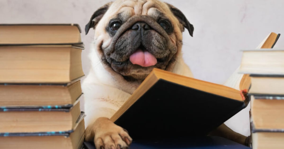Catching up with pet supplements: A round-up of the latest science