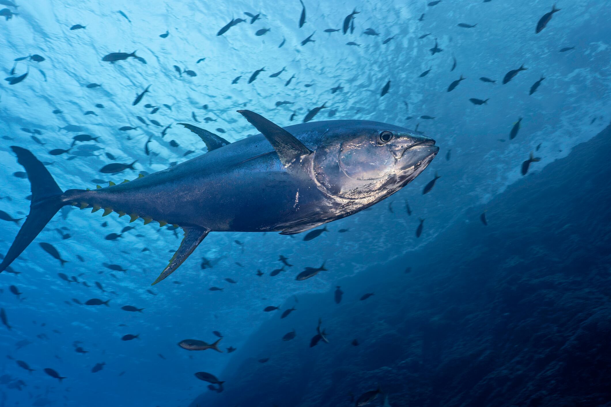 Yellowfin tuna (Thunnus albacarens)