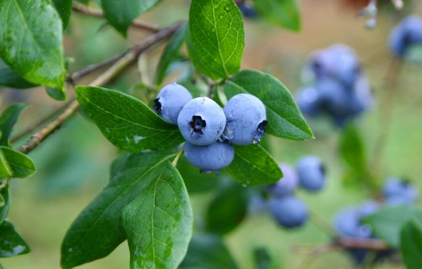 Evidence to support short-term benefits of blueberry consumption on healthy adults is inconclusive, say researchers