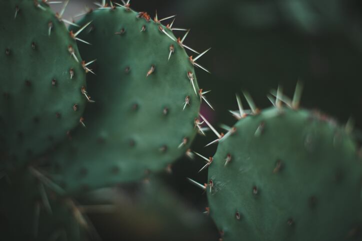 Cacti: promising components and health benefits