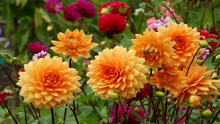 Controlling glucose with dahlia: NZ researchers embark on second human trial