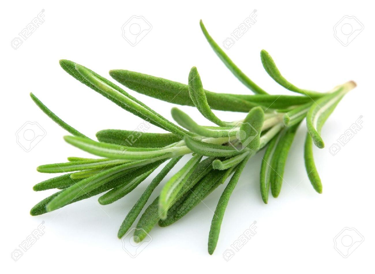 8865331-Twig-of-rosemary-on-a-white-background-Stock-Photo-rosemary-plant-isolated.jpg