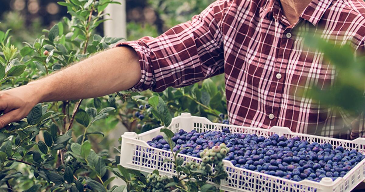 ENI’s polyphenol-based products add health benefits to supplements ENI’s polyphenol-based products add health benefits to supplements