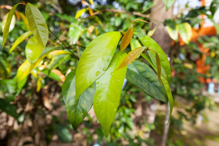 Melinjo tree seed extract may reduce obesity and diabetes