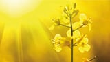 Rebalancing act: how a breakthrough in canola oil can help fulfill global DHA and EPA demand