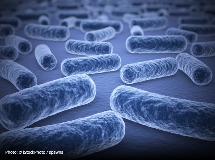 Supplementary probiotic blend may play role in halting coronavirus development  