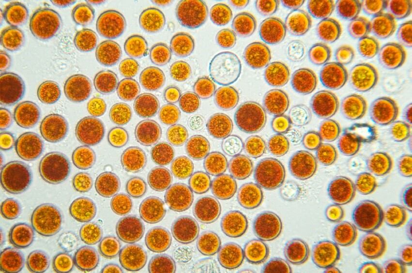 Despite some exaggerations, astaxanthin demand growing strongly, expert says