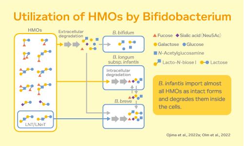 utilization of HMOs by Bifidobacterium graphic