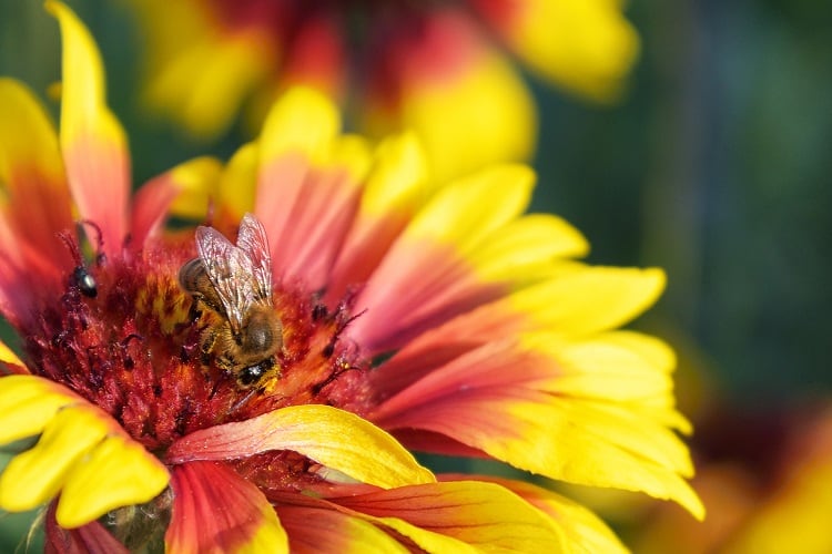 bees-SusanneSchulz.jpg