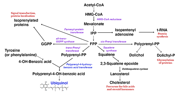 600x300_Ubiquinol2.png