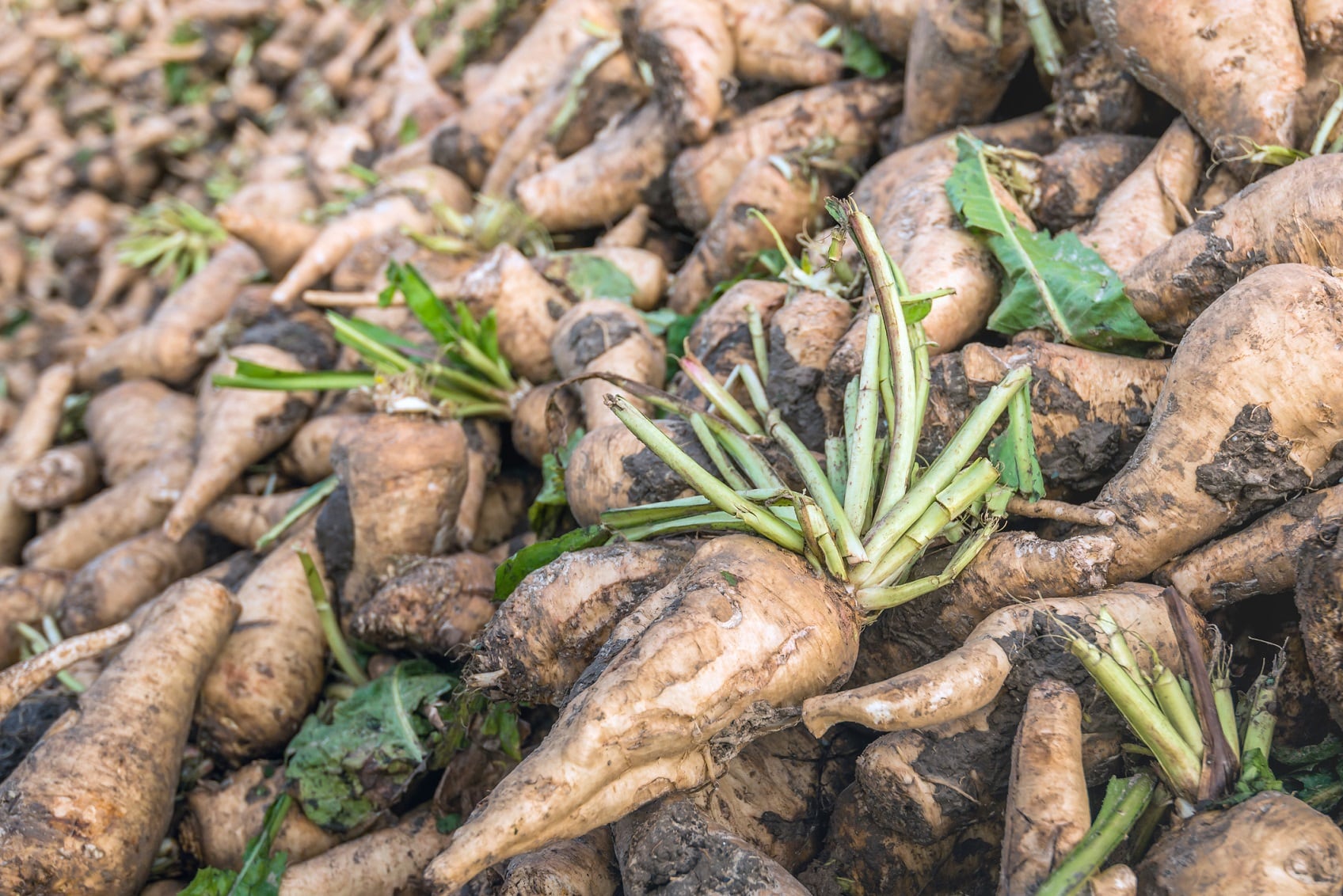 Inulin prebiotic shows anti-inflammatory potential in obese people: RCT