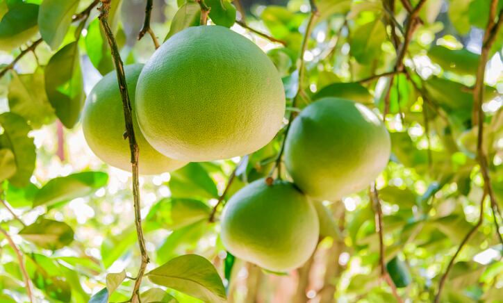 pomelo-getty-joel-t.jpg