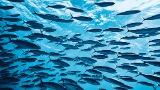 Delivering a sustainable, traceable collagen that meets demands to protect the seas