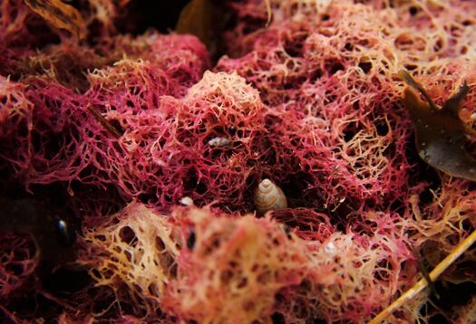 Vibrant-red-seaweed.-Credit-University-of-Illinois.jpg