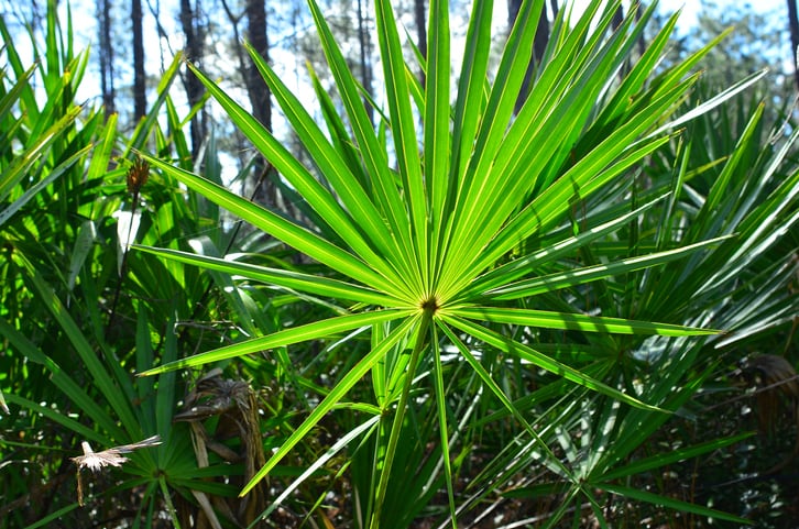 Excessive intakes of saw palmetto extract still safe for consumption: BGG Japan-backed study