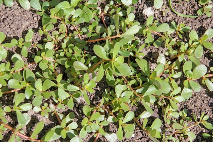 ABC-article-highlights-purslane-s-long-history-of-use-as-Chinese-researchers-uncover-additional-constituents-of-plant.jpg