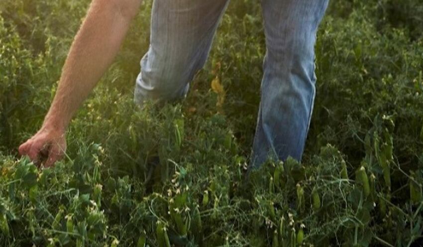 Transparency, technology keys to boosting organic acreage, supplier says