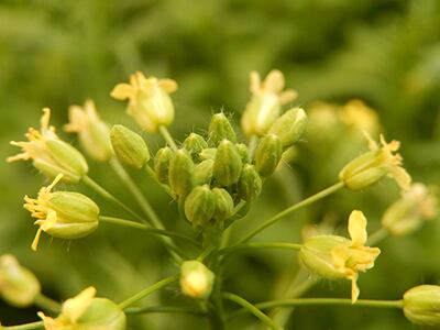 camelina-crop.jpg
