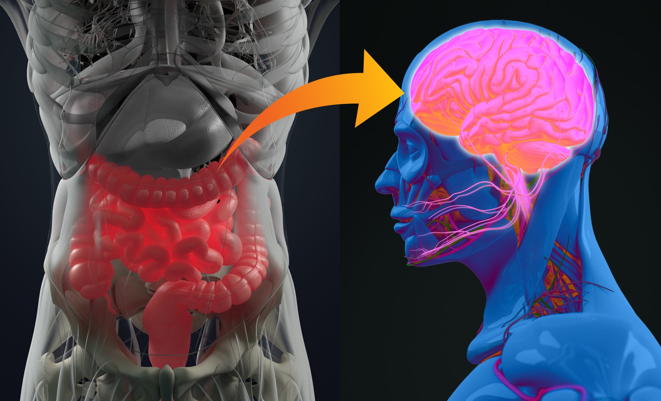 Promising-Multi-strain-probiotic-may-held-modulate-behavior-in-healthy-people.jpg