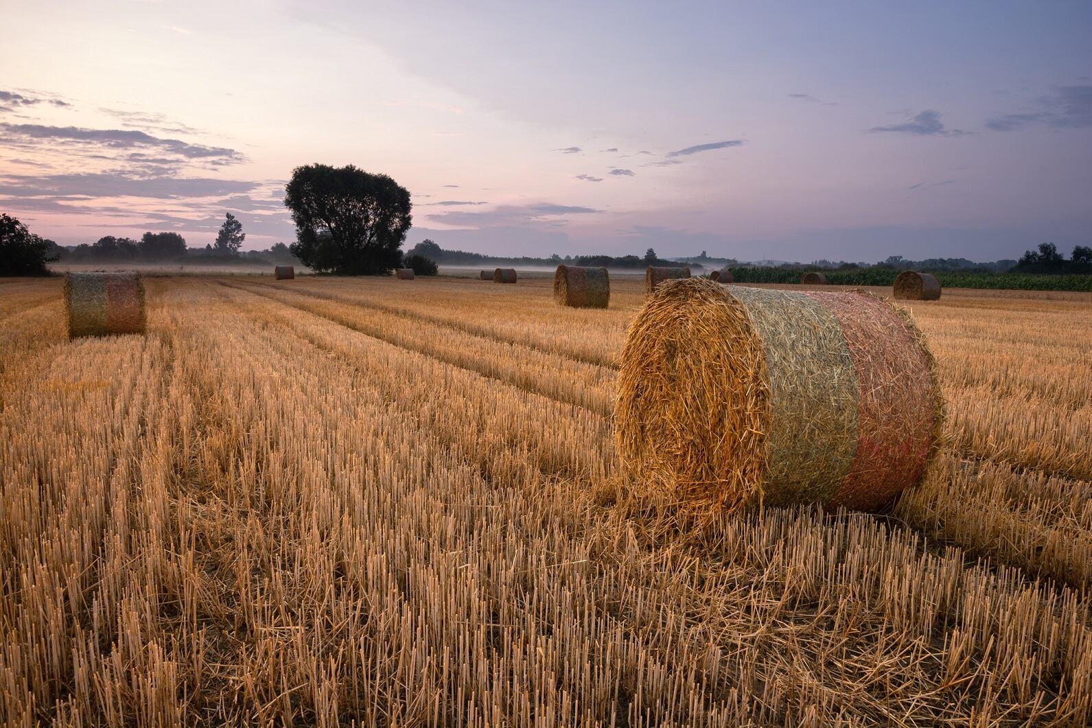 4 million kgs per year: Comet Bio announces investment in sustainable Danish manufacturing facility