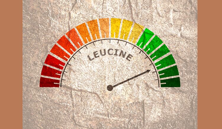 Muscle health: Sarcopenia expert group recommends protein, leucine, HMB, vitamin D supplementation