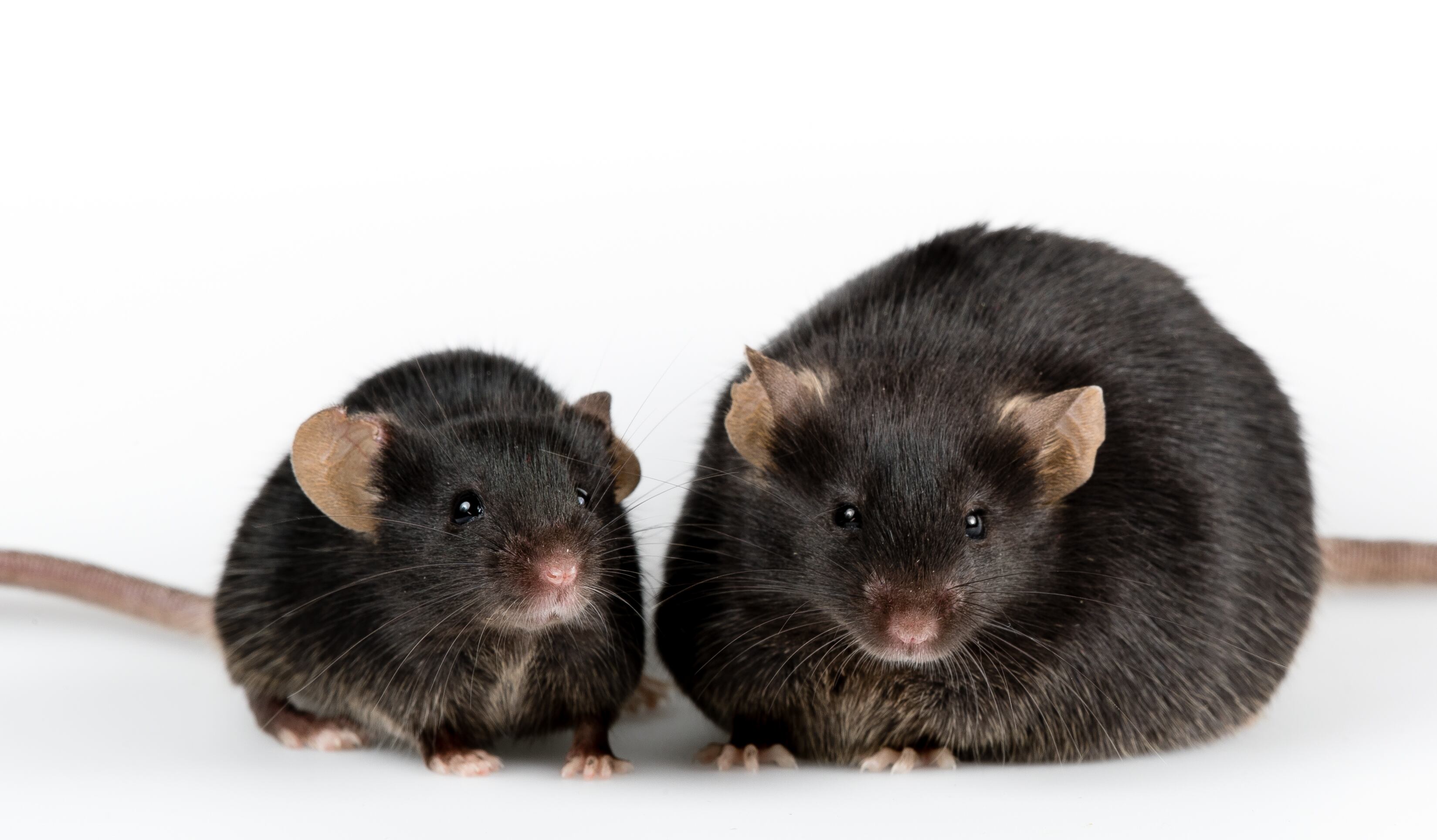 L.-paracasei-strain-shows-weight-management-potential-for-mice-at-least.jpg