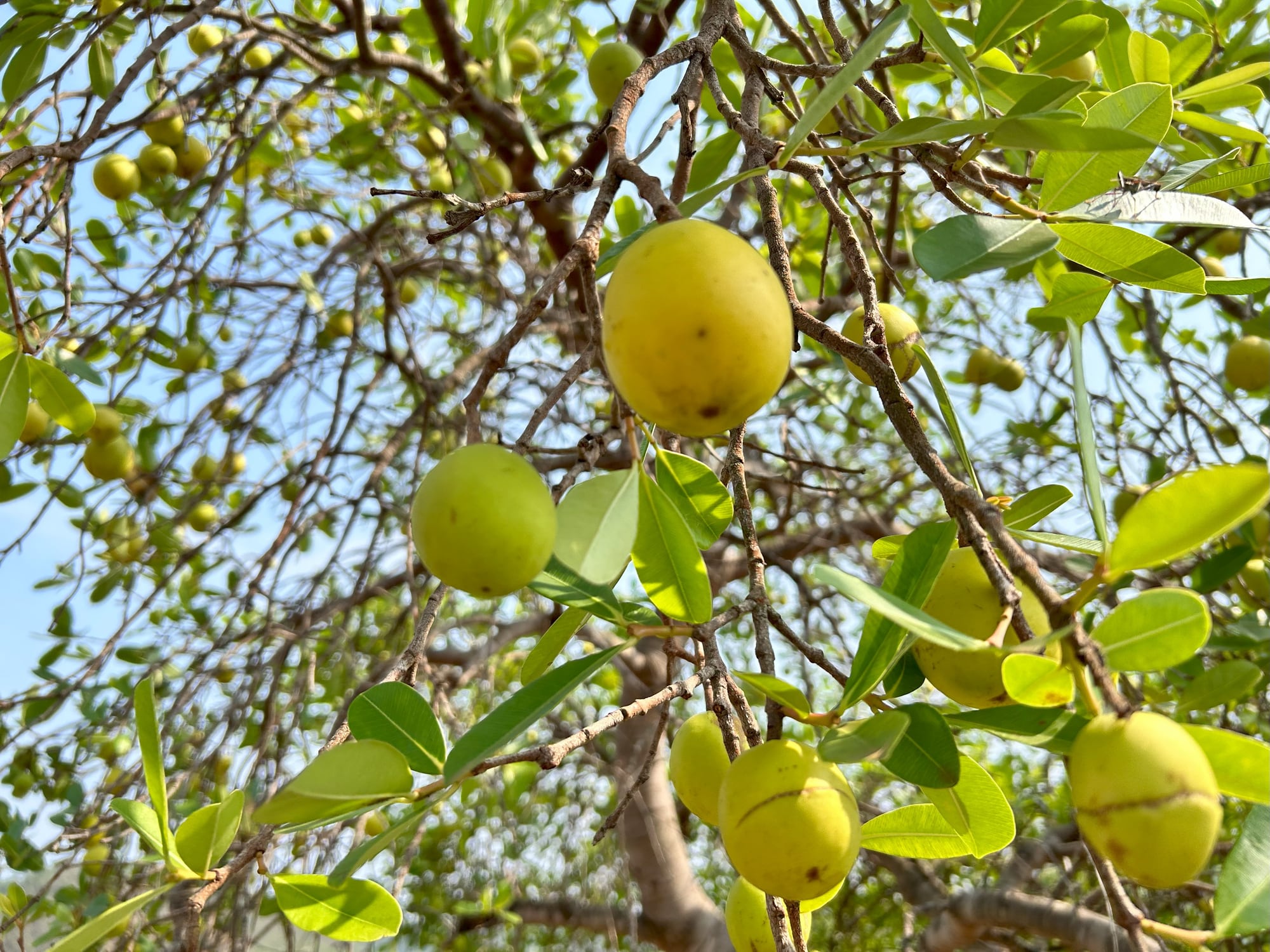 Beautiful Fruit of Mangaba(Hancornia speciosa)