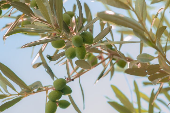 Antioxidant potential of olive leaf extract improves in drought: Study 