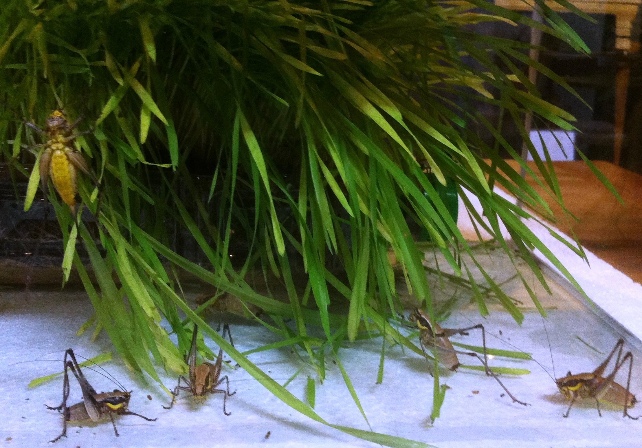 Steak-TzarTzar-Israeli-Grasshoppers2.jpg