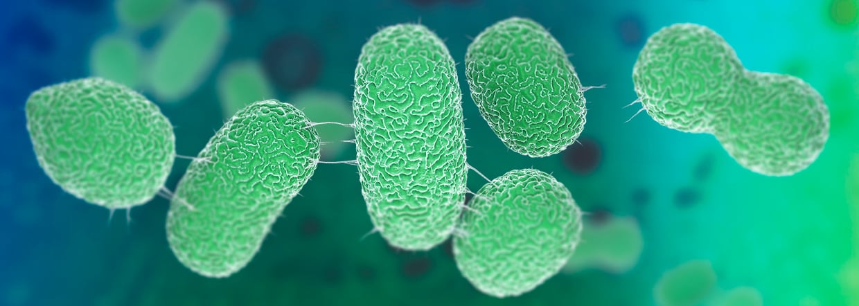 Akkermansia muciniphila