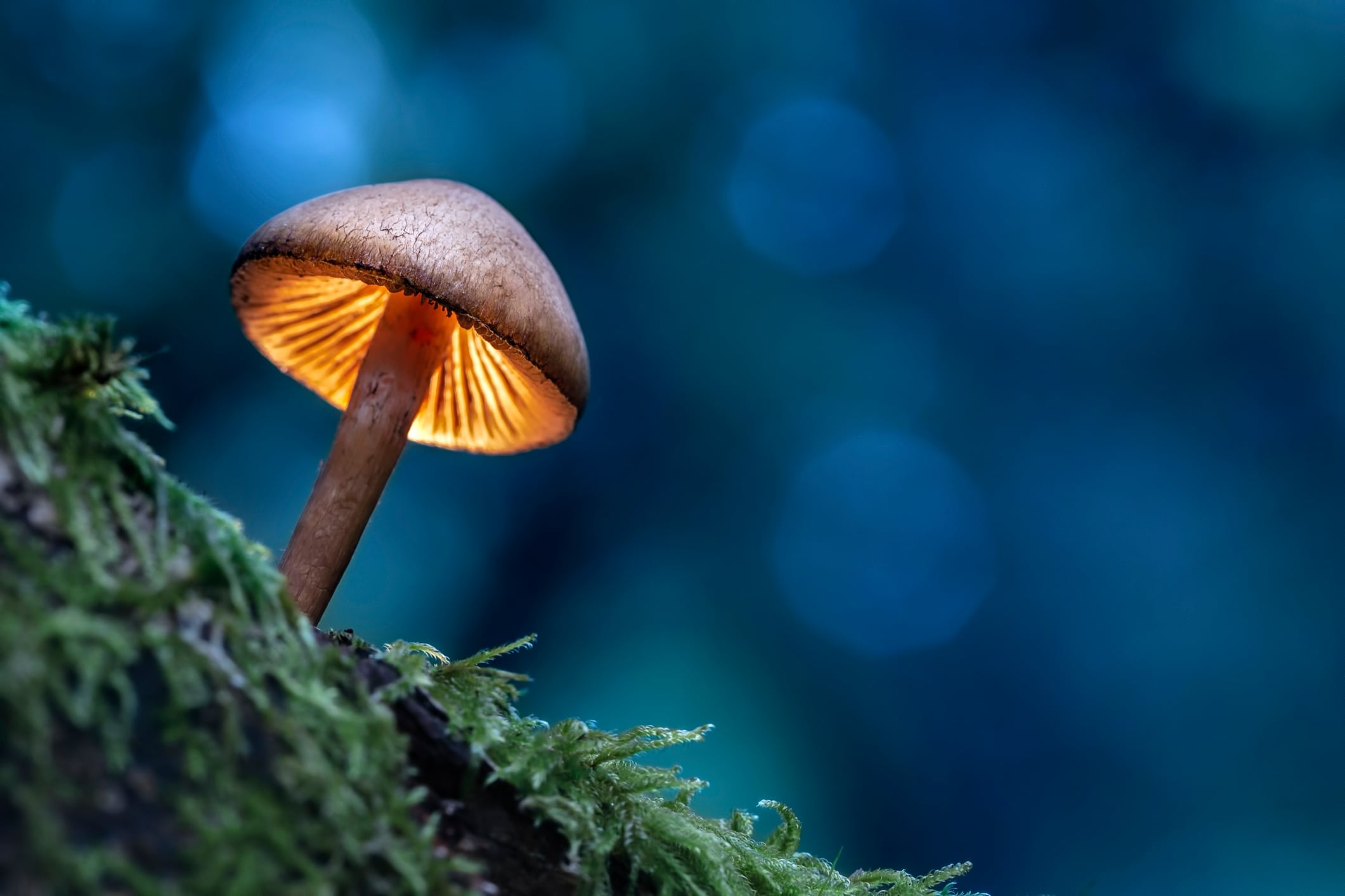EFSA clears KÄÄPÄ Biotech’s mushroom extraction process