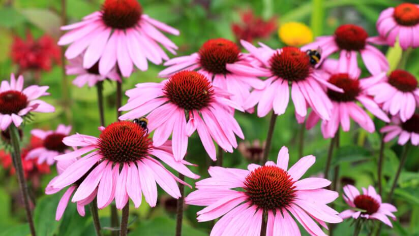 Sustainable-Herbs-Project-to-become-Sustainable-Herbs-Initiative.jpg