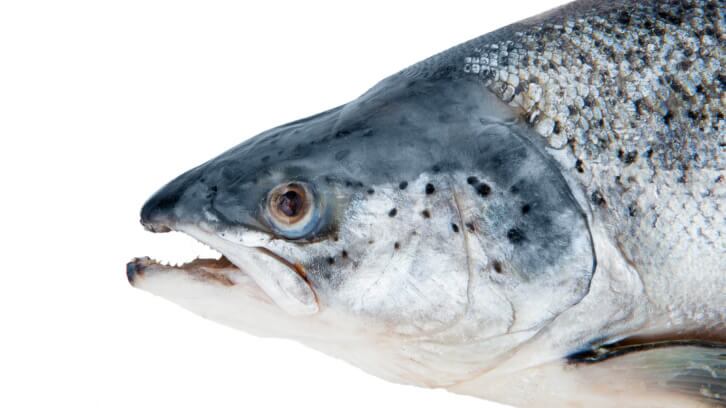 Next-gen-salmon-nasal-cartilage-for-joint-health.jpg