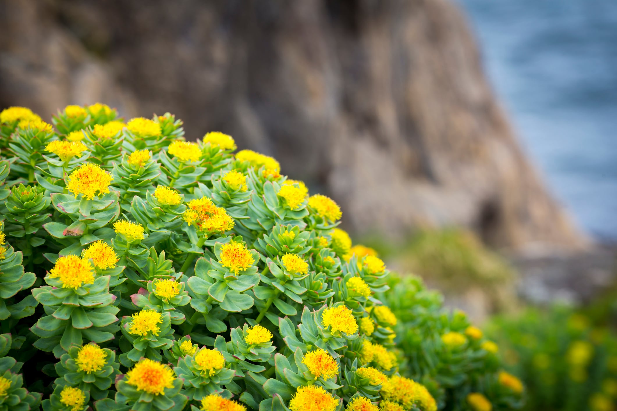 Supplementation with an extract of Rhodiola rosea was associated with increased repetitions in the bench press and the fastest velocity in bench pull in a small study on resistance-trained participants