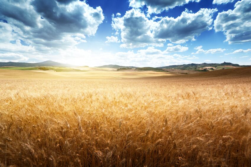 barley-fields.jpg