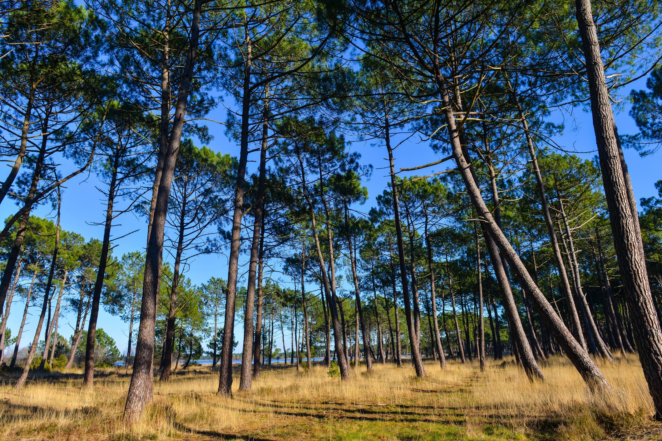 In 1857, Napoleon III enacted a law requiring landowners to drain the marshland and plant maritime pine trees, aiming to improve the land's productivity and prevent the movement of sand inland.
