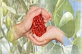 Extracting the health-promoting properties of Mediterranean diet botanicals