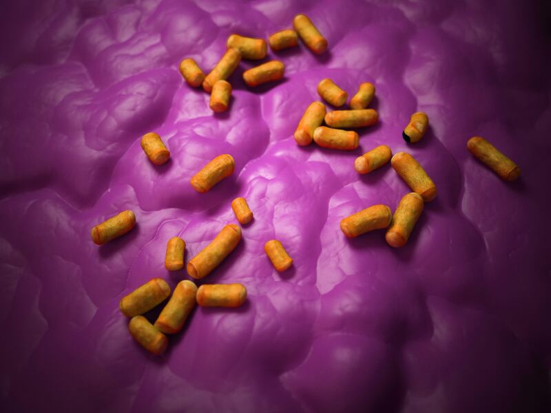 Lactobacillus-probiotics-bacteria-gut.jpg
