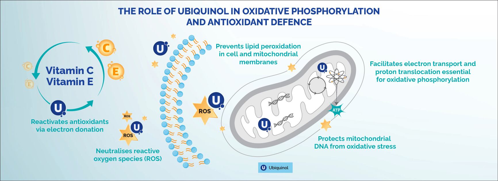 Figure 1: Role of Ubiquinol in Oxidative Phosphorylation and Antioxidant Defence¹⁻²