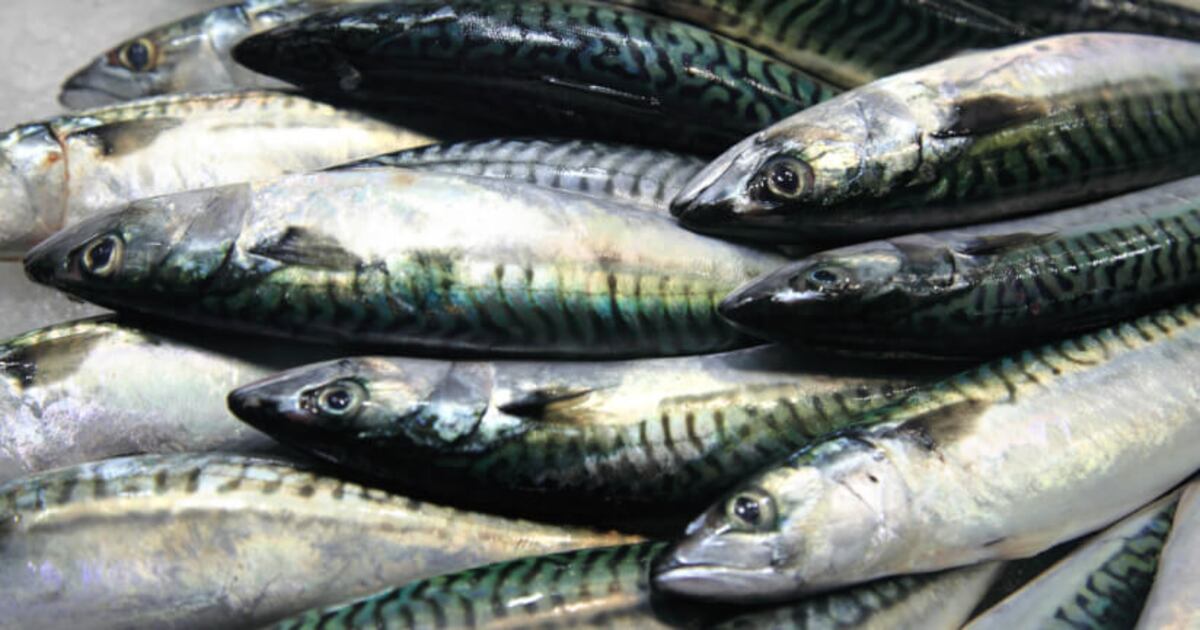 Atlantic Fish Extract Epax explores skin health benefits of North Atlantic fish oil