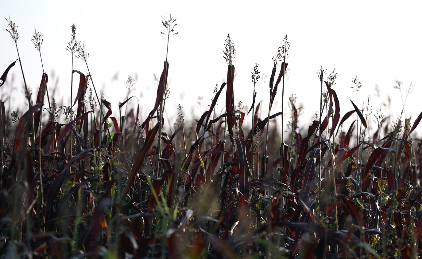 RedLeaf Biologics on its novel sorghum extract: ‘Science meets luck and the magic of biology and nature’