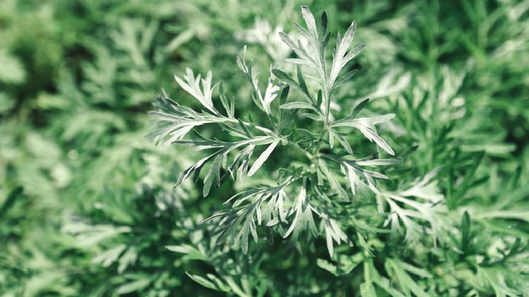 Australia updates requirements for products containing molluscs, vitamin B6 and artemisia