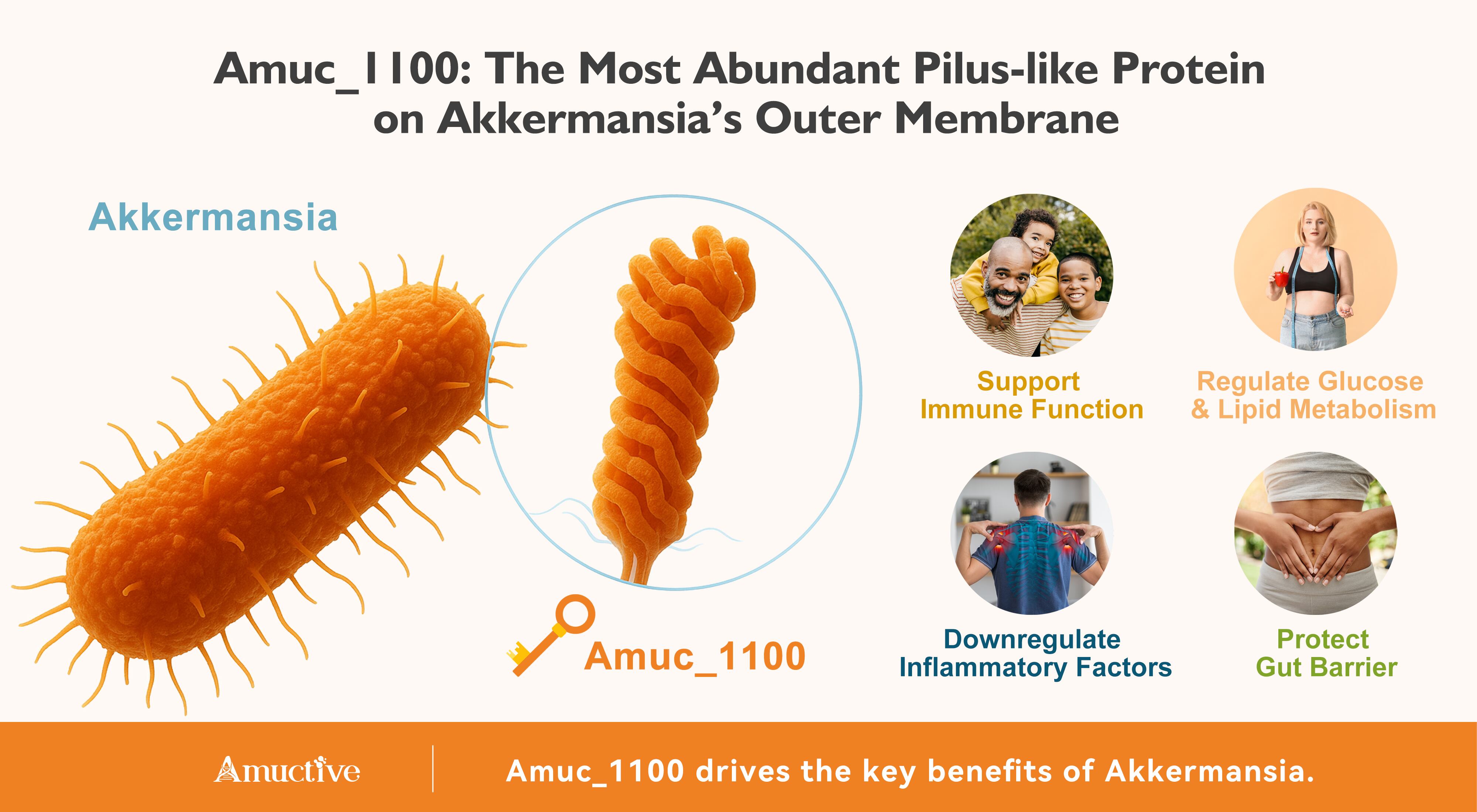 The most abundant pilus-like protein on Akkermansia's outer membrane