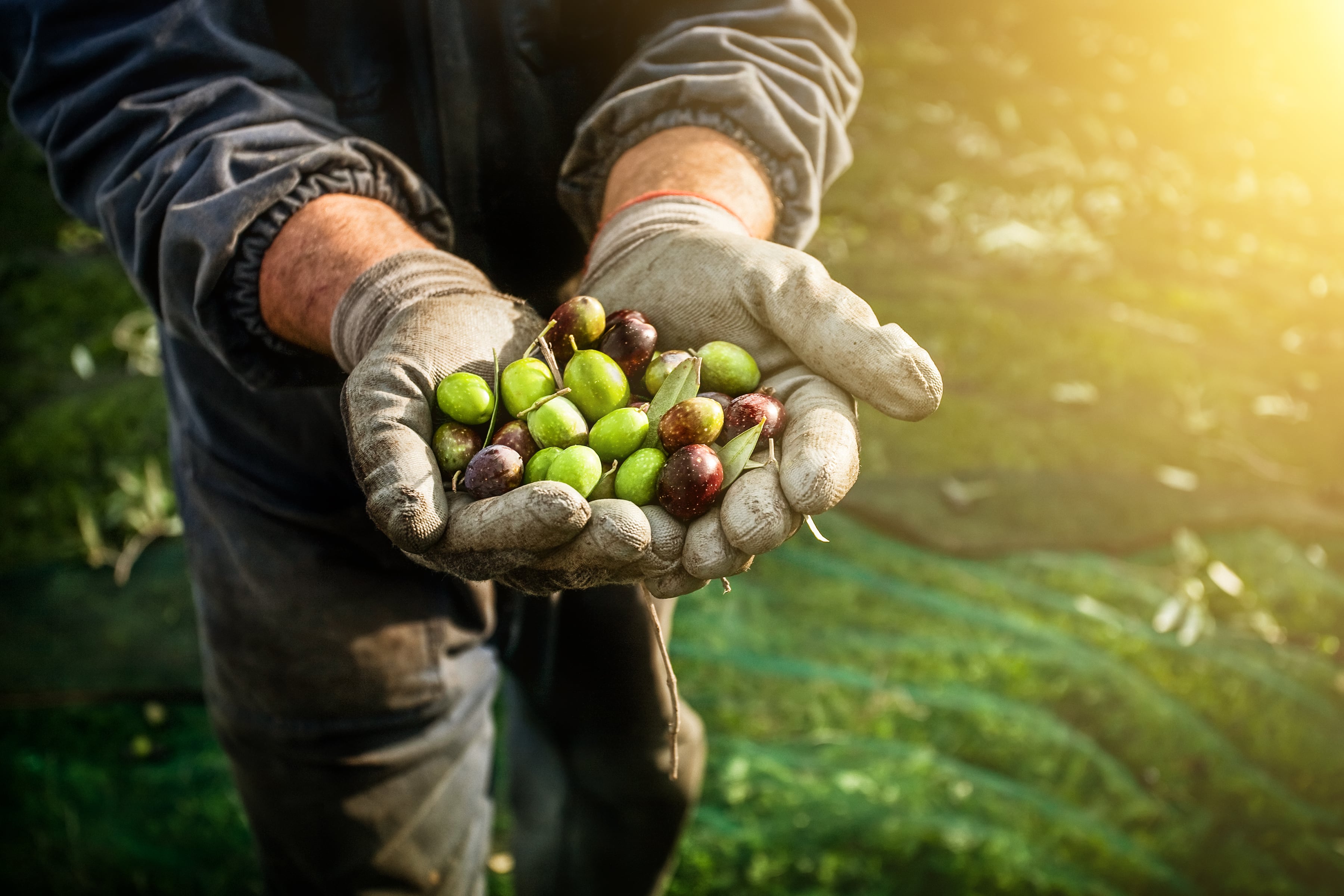 Olive polyphenol supplement shows healthy aging potential: RCT