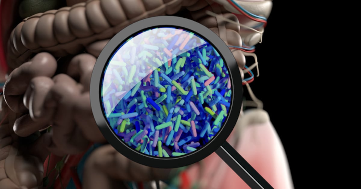 Fibre boost shifts gut bacteria, improves bowel-related QOL in healthy adults: Japan study Fibre boost shifts gut bacteria, improves bowel-related QOL in healthy adults: Japan study