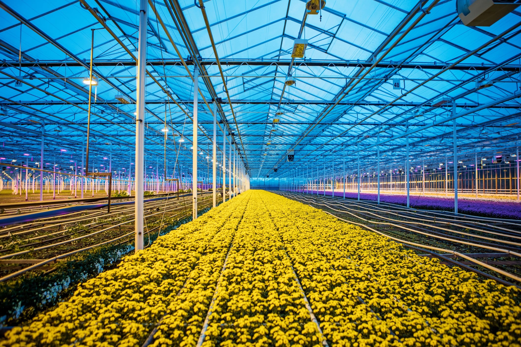 Out-of-the-wild-Increase-of-botanicals-in-cultivation-not-linked-to-conservation-status.jpg