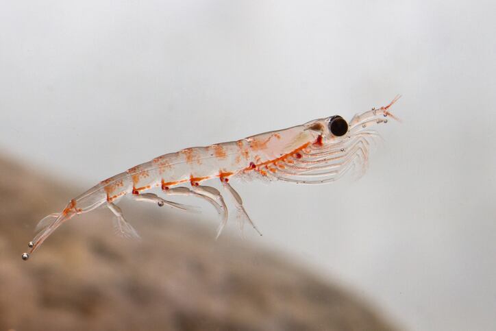 Aker: Krill outlook even brighter than for omega-3s as a whole