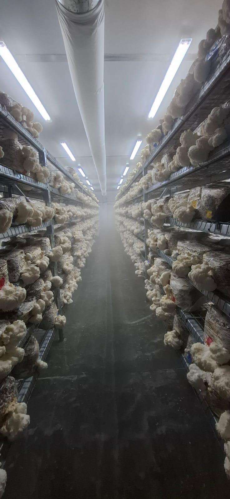 Lion's Mane fruiting room