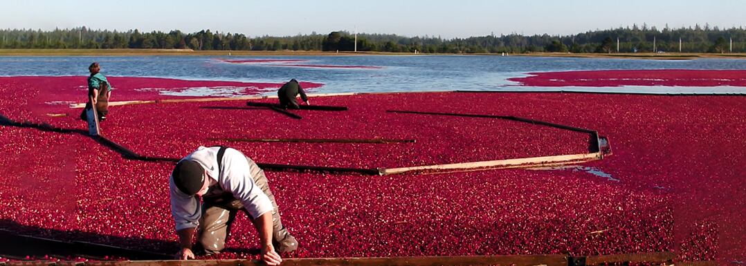 Cranberex-brings-unique-UTH-benefits-from-coastal-Oregon-cranberries.jpg