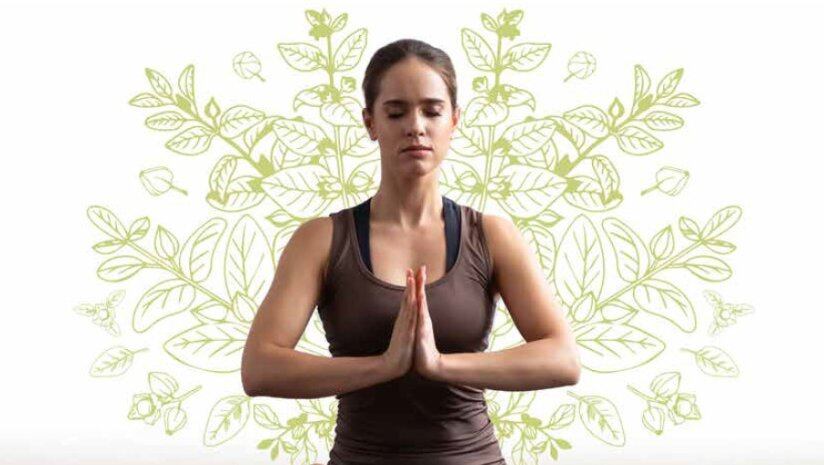 Shoden®, the Most Bioavailable Ashwagandha Extract 